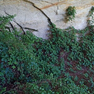 Bulbi, seminte si rasaduri