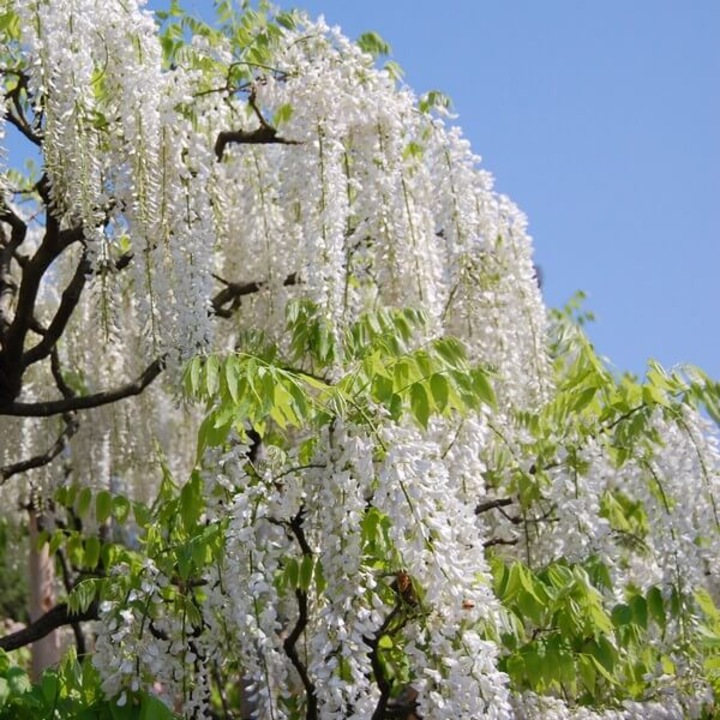 Rasad planta decorativa, M.KJ. Wędrowscy, Glicinia chineza Alba, 2L ...