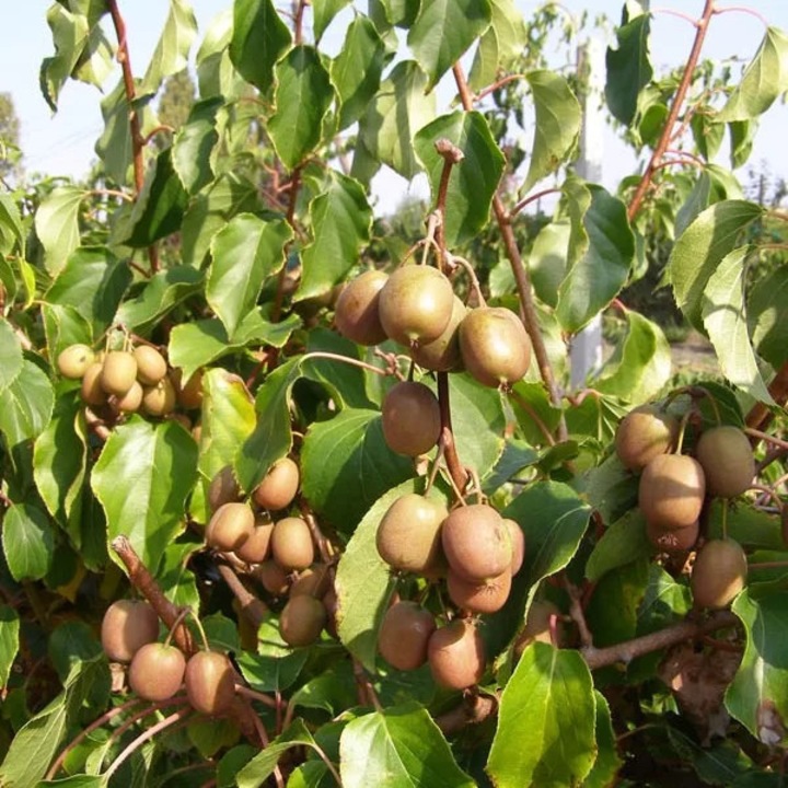Palánta, M.KJ. Wędrowscy, Mini kivi Actinidia Geneva, közepes gyümölcsök, színes