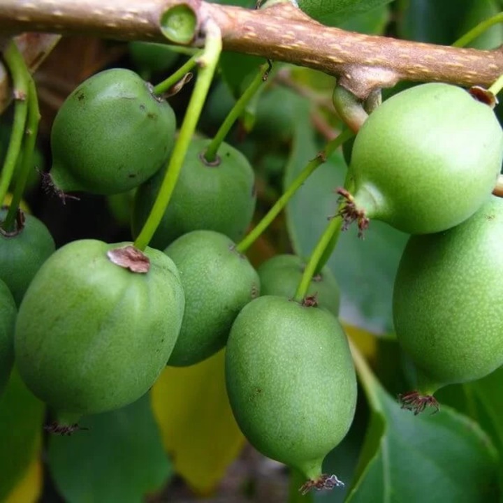 Mini Kiwi Actinidia Issai palánta, M.KJ. Wędrowscy, önbeporzó, zöld gyümölcsök, P9/C1