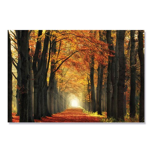 Tablou Canvas - Padure, Frunze, Tunel, Lumina, Toamna, 80 x 120 cm