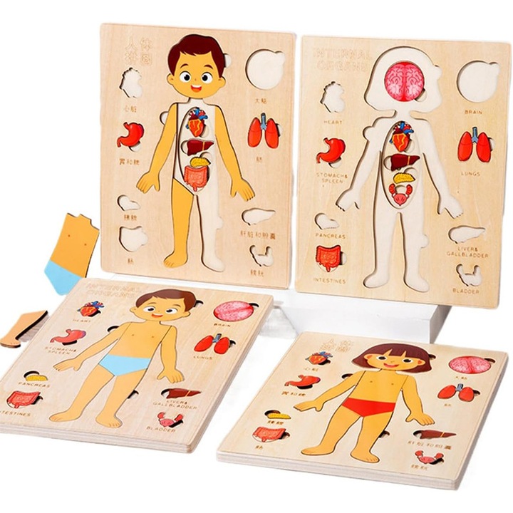 Комплект образователни играчки Човешки органи, Монтесори образователна игра Човешко тяло за деца, Дървен пъзел с органи, Интерактивна и креативна игра, DIY комплект за сглобяване WANDAVICTA. Подарък за момчета и момичета на 3 години+