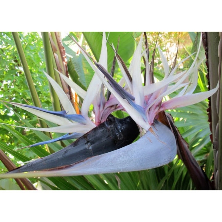 Семена на Стрелиция Николай, 25 семена, могат да се засяват през всеки сезон, време за покълване: 10-14 дни, всички семена са с най-добро качество, височина: 7 м