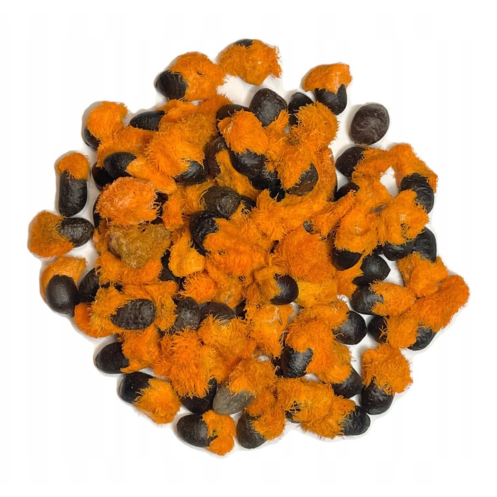 Seminte Strelitzia Nicolai, 25 Seminte, Poate Fi Semanat In Orice Sezon, Timp De Germinare: 10-14 Zile, Toate Semintele Sunt De Cea Mai Buna Calitate, Inaltime: 7 M