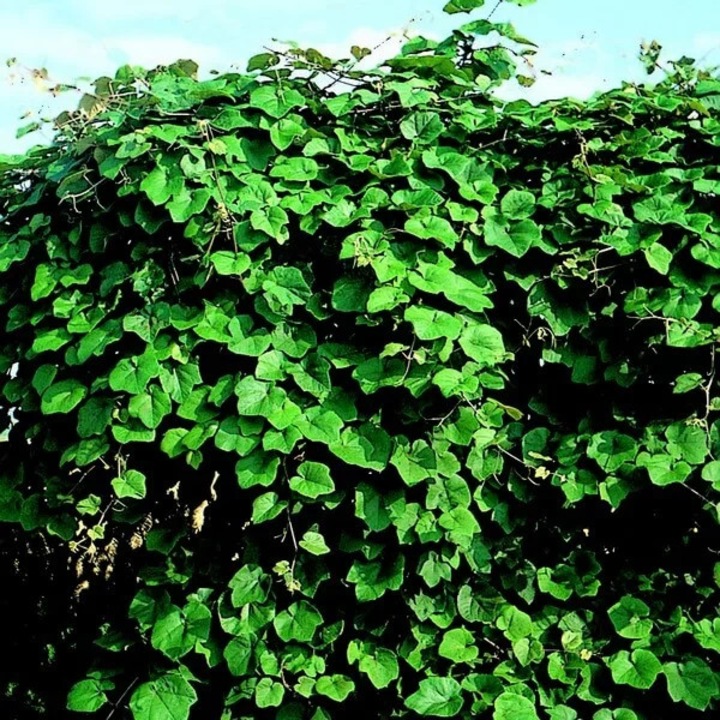 Planta cataratoare Vitis Riparia, 3-5m, rezistent la inghet, flori alb-verzui, set P9/C1