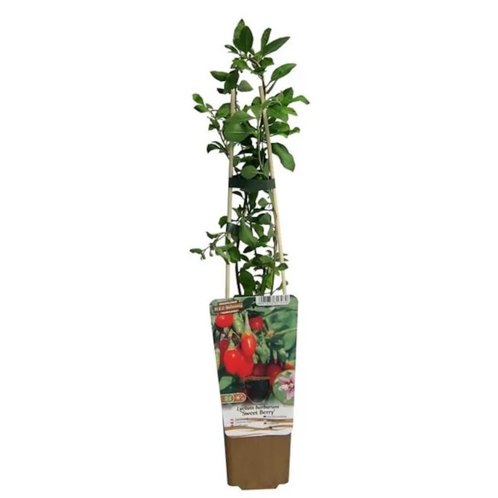 Fructe Goji Sweet Berry, 10-20cm, rezistenta la inghet, pH 6-6,5, set de plante