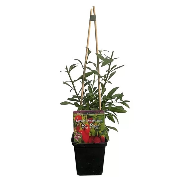 Fructe Goji Big Berry, 10-20cm, rezistenta la inghet, planta perena, P9/C1