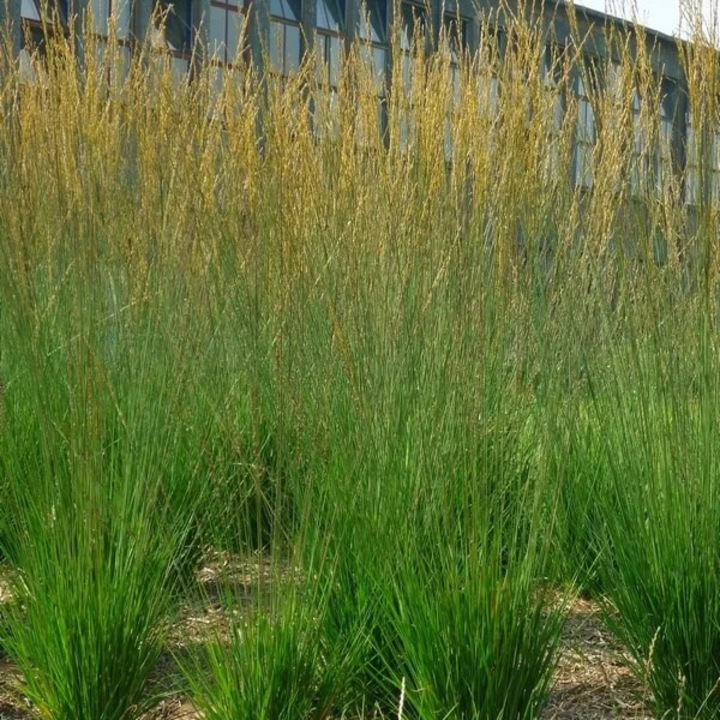 Rasad de iarba Heidebraut, 40-90cm, culoare verde inchis, intr-un recipient de 2L