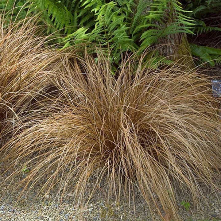 Rogozul paros, 40-50 cm, frunze maronii, flori verde-oliv, set P9/C1