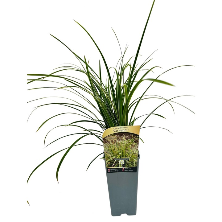 Rogozul de Morrow 'Variegata', 20-30 cm, frunze verzi cu margini albe, flori bej