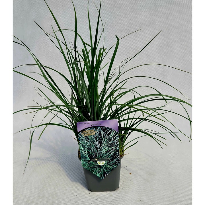 Rogozul de porumb 'Pamira', 10-20 cm, color albastru, clustere purpurii-brazi