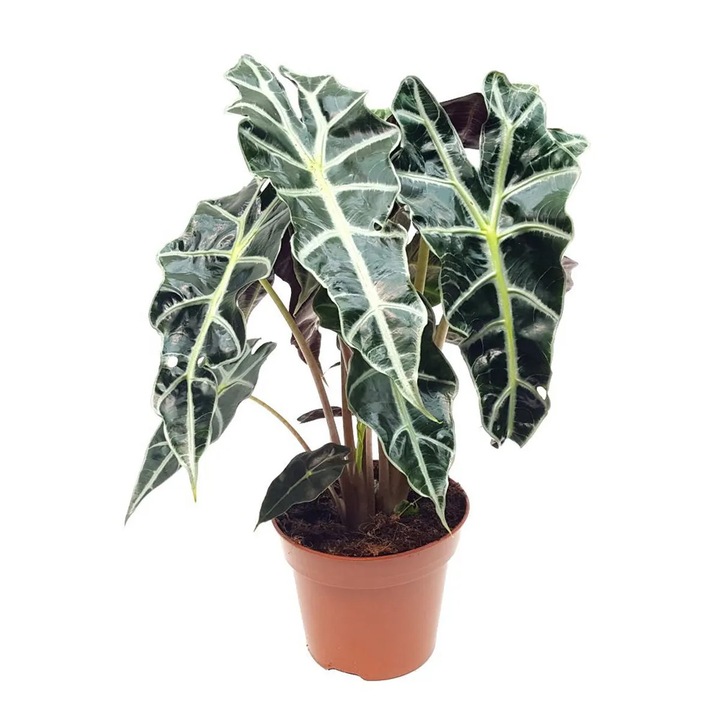 Planta Alocasia polly, Urechea elefantului, H 40cm