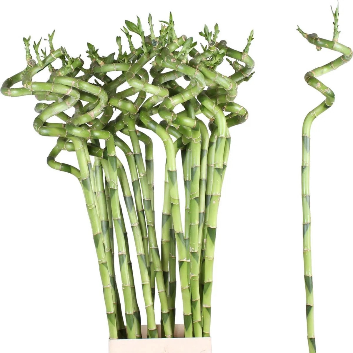 Bambus Norocos, Dracaena Sanderiana H 50 cm - eMAG.ro