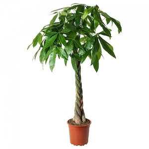 Plante in ghiveci