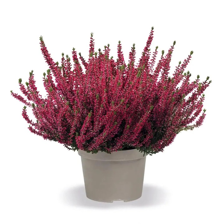 Calluna Vulgaris mix, H 25-30 cm