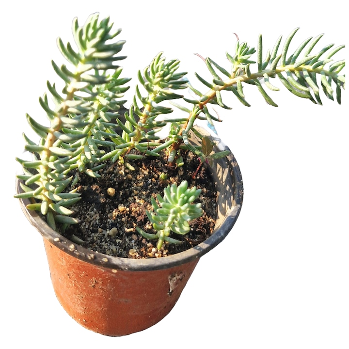 Planta perena acoperitoare sol Iarba grasa argintie (Sedum acre)