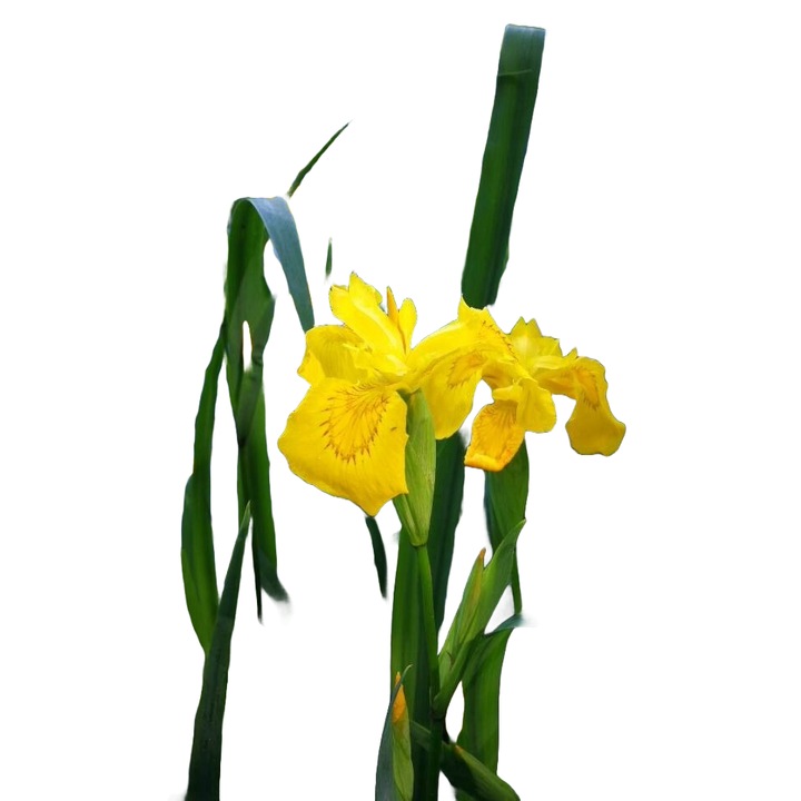 Planta perena de apa Stanjenel de balta (Iris pseudacorus)