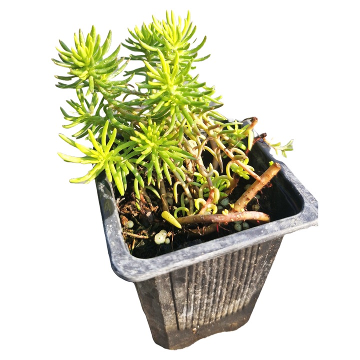 Planta perena acoperitoare sol Iarba grasa galbena lemon (Sedum acre)