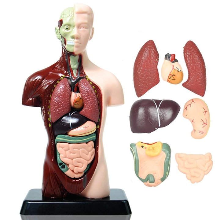 Model 3D corp uman, OVERTANG, anatomie, 24cm, pentru copii 6+, 8 piese