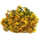 Ceai de Sunatoare (Hypericum perforatum), 20 plicuri, Celmar