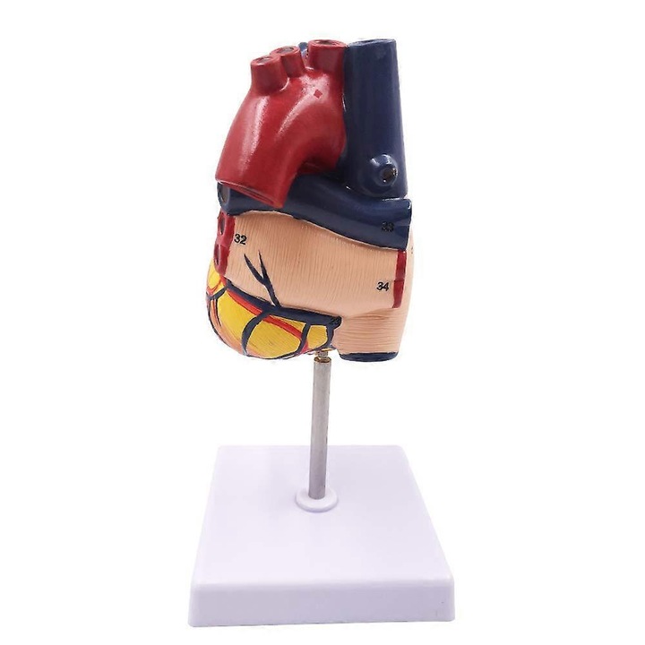 Model anatomic uman al inimii, 2 piese, PVC, dimensiune reala, 34 structuri interne, 4.3x4.3x4.7 inch