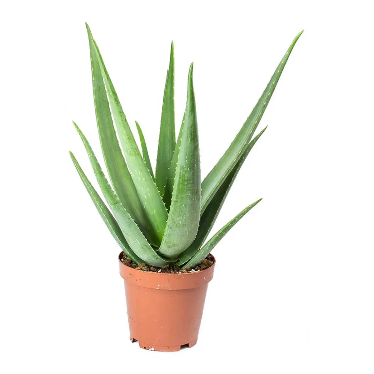 aloe honey face mask Aloe Vera Leaf Facial Gel Mask for Hydration main image 1
