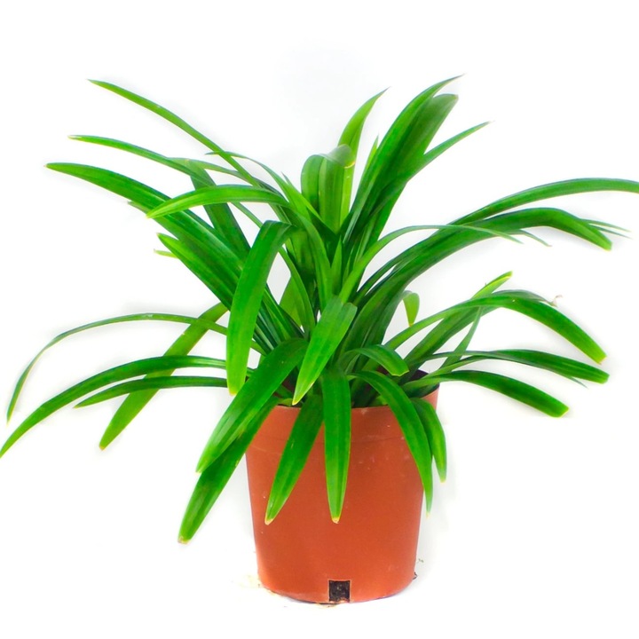 Planta Paianjen de Interior Verde, H 25–40 cm