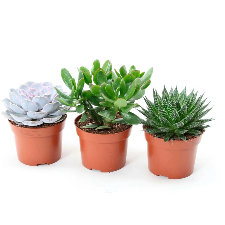 Mix de Trei Suculente, H 15CM