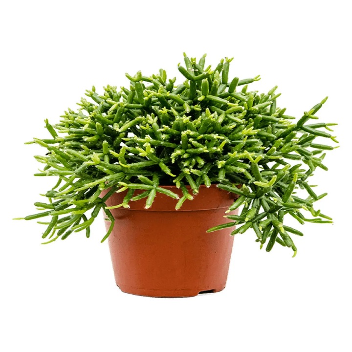 Planta naturala Rhipsalis burchellii, H 25cm