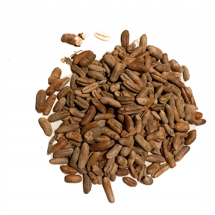 Seminte de Phoenix Dactylifera - Palmier de Curmale, Set 100 Bucati, Germinare 10-14 Zile, Inaltime 10m