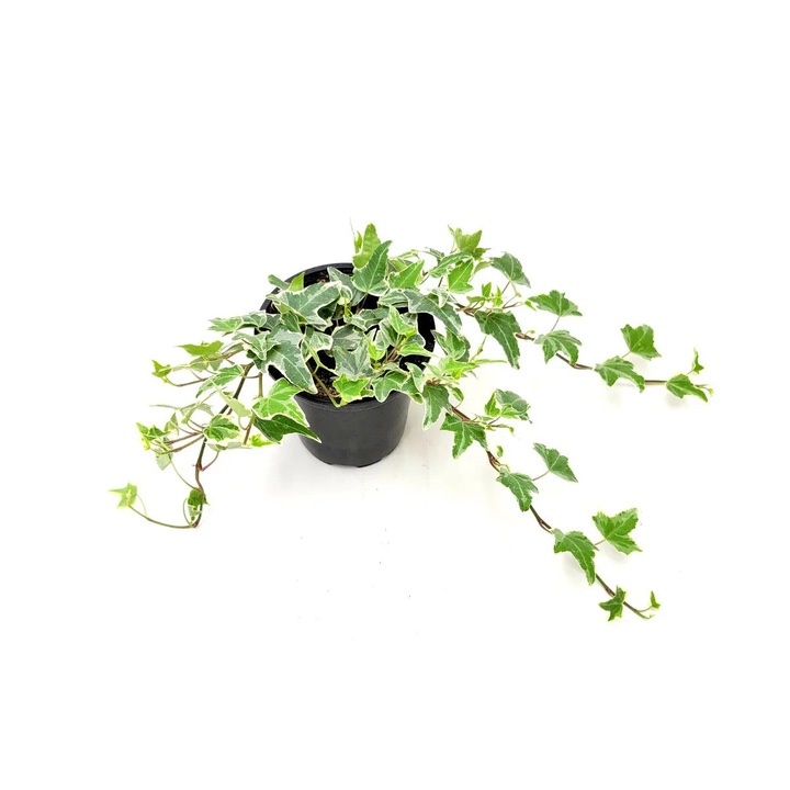 Iedera comuna, Hedera helix, H 15 cm