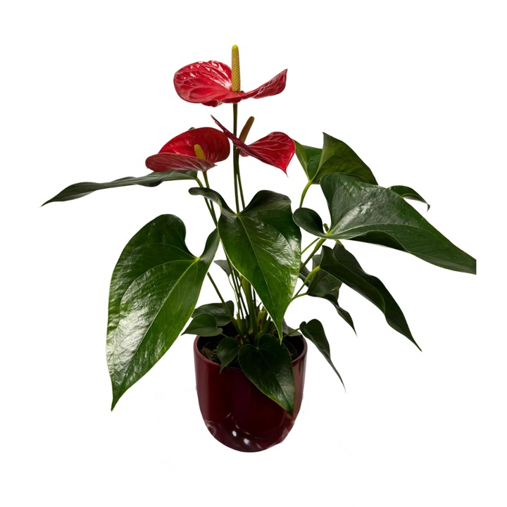 Anthurium natural in ghiveci ceramic, rosu h50 cm