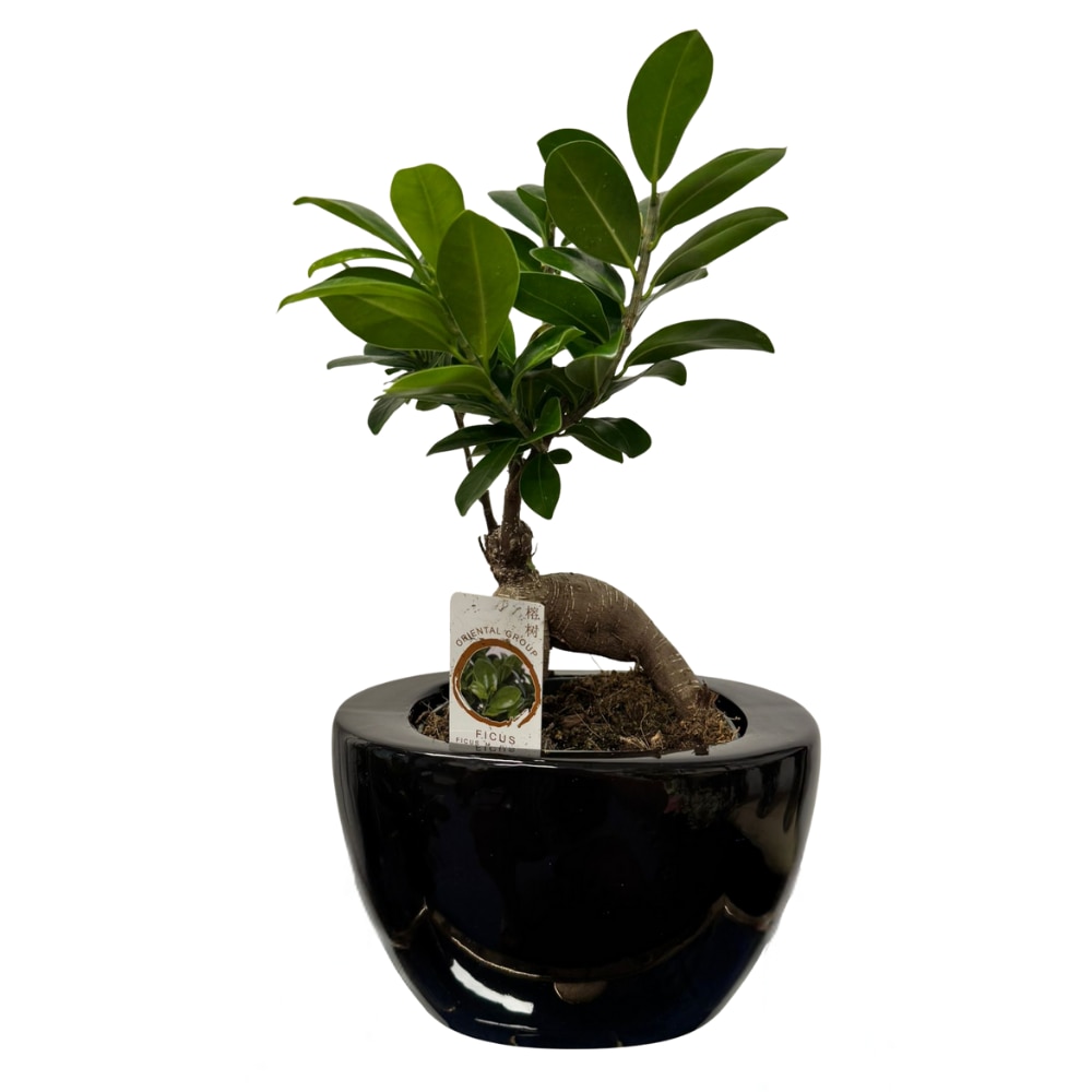 Ficus Ginseng  Termszetes bonsai kermia cserpben, 35-40 cm