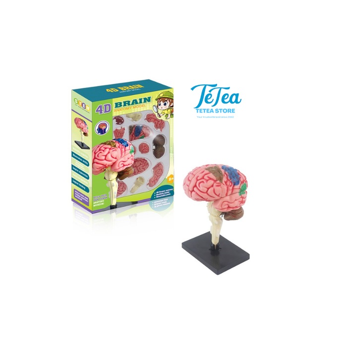 Kit educațional TeTea, model 3D Creier Uman, 32 piese detașabile, plastic, 6+ ani
