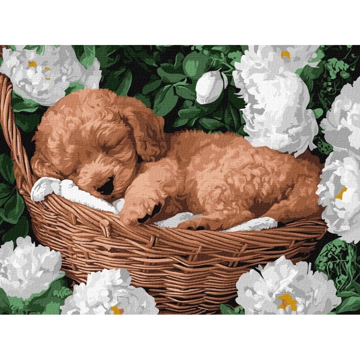 Set pictura pe numere, Ideyka, Pudel adormit, 30x40cm