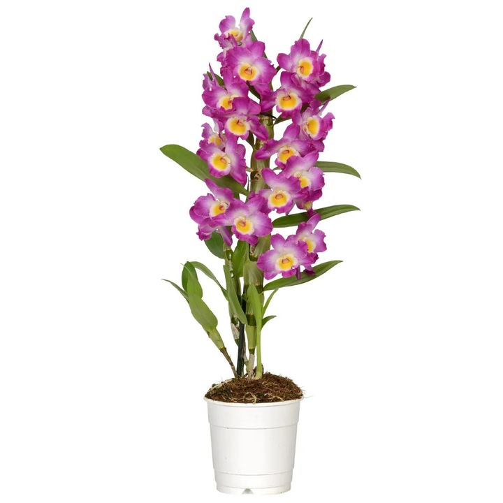 Természetes Dendrobium Nobile orchidea, rózsaszín és fehér színekben, Magasság 40-50 cm