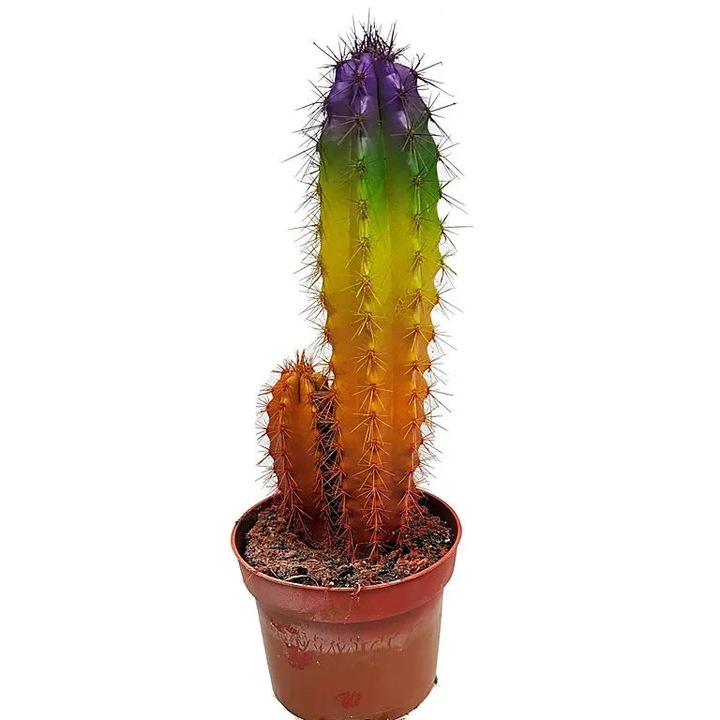 Planta in ghiveci Cactus Chameleon, H 14 cm