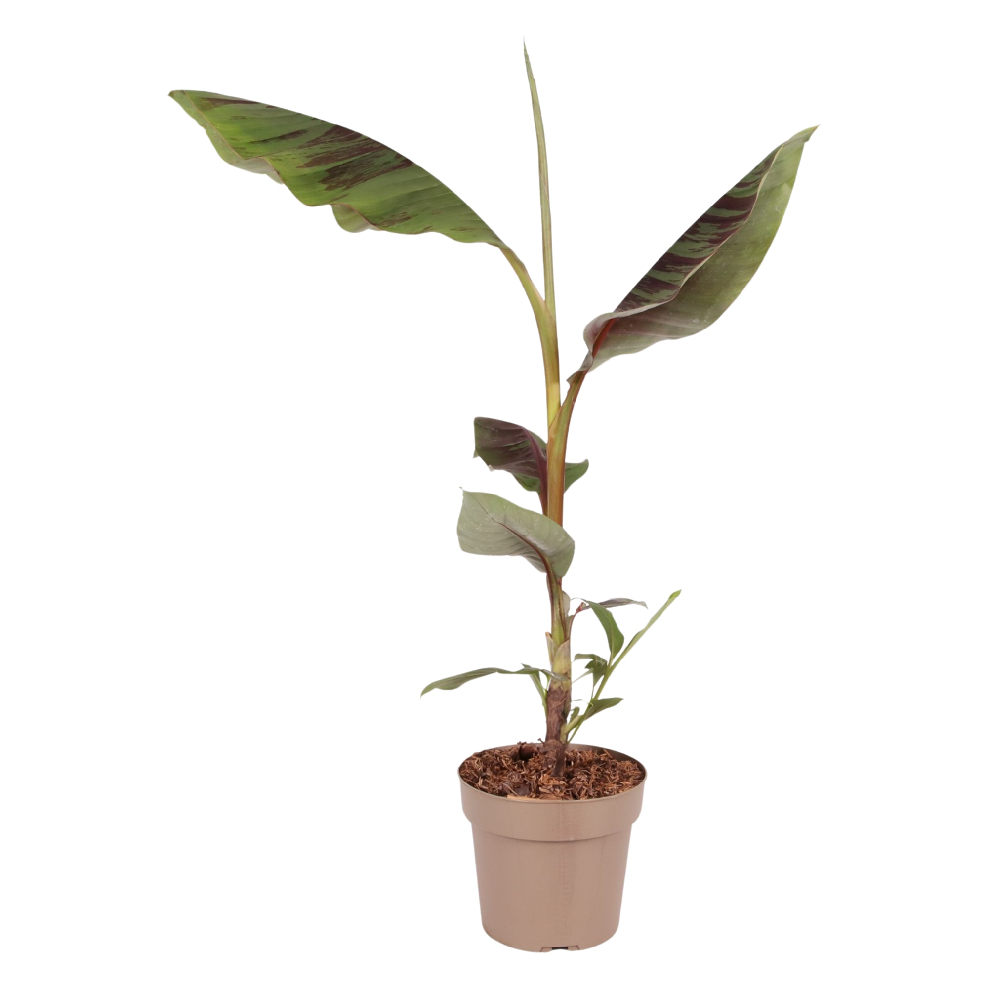 Pisang Telor (Kerinci) 小苗 希少バナナ苗 Banana Seedling - 10 Units - FGV Agri Services (FGVAS)