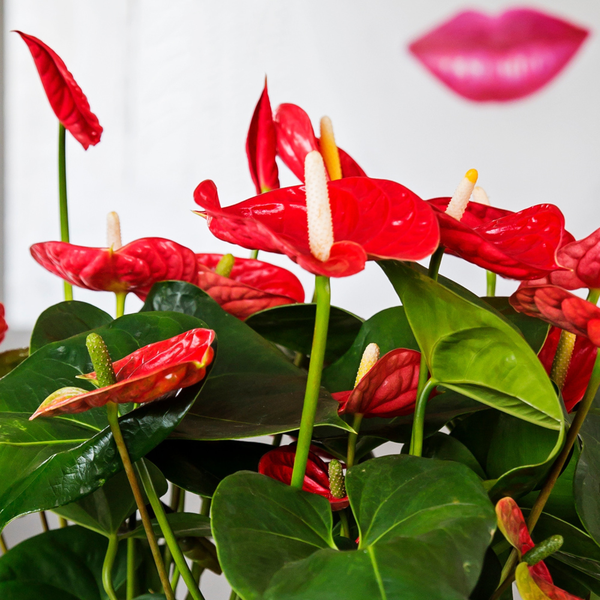 Floarea flamingo - Anthurium 'Madural Red' - Inaltime 40-45cm - 14cm