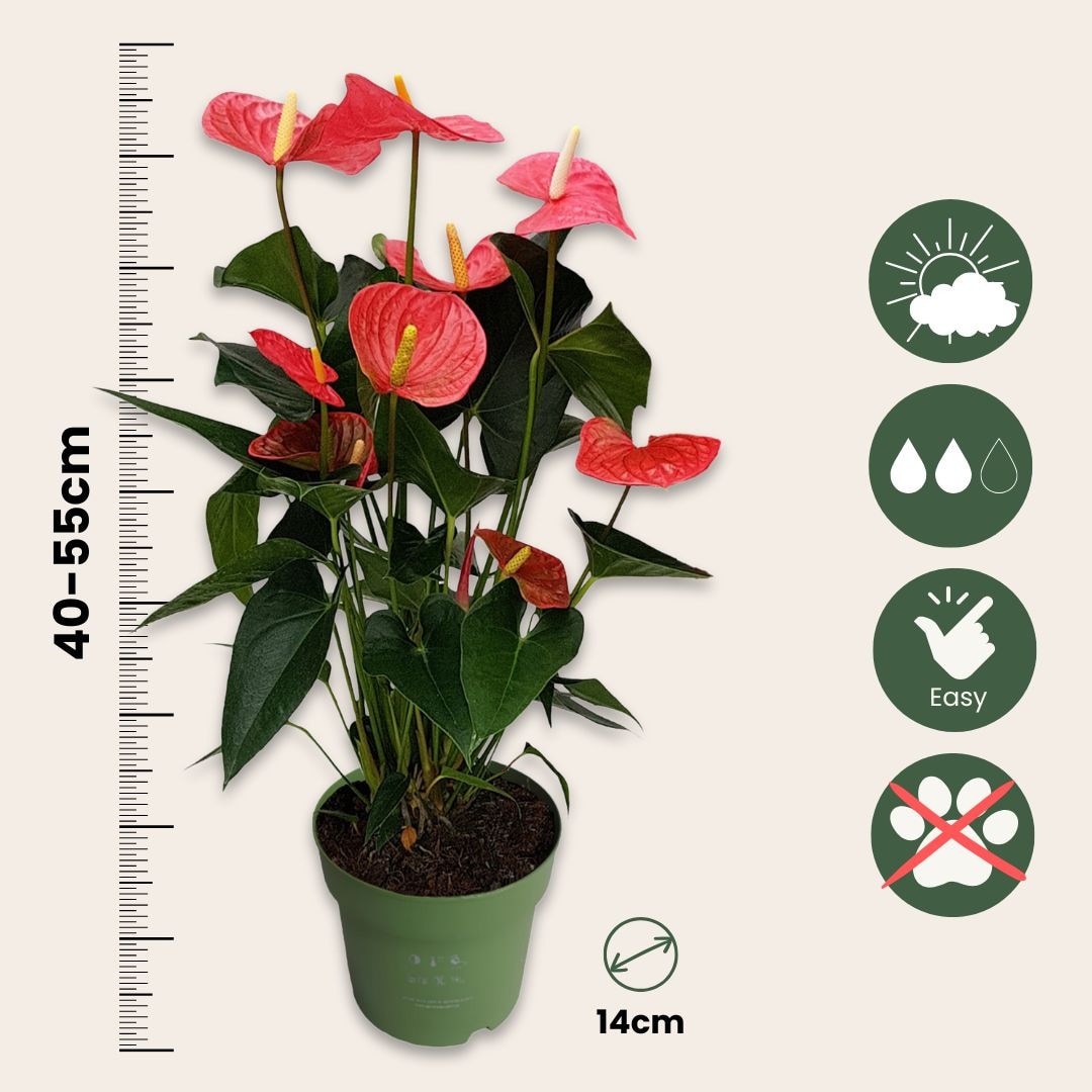Floarea flamingo - Anthurium 'Maine Pink' - Inaltime 55-70cm - 17cm