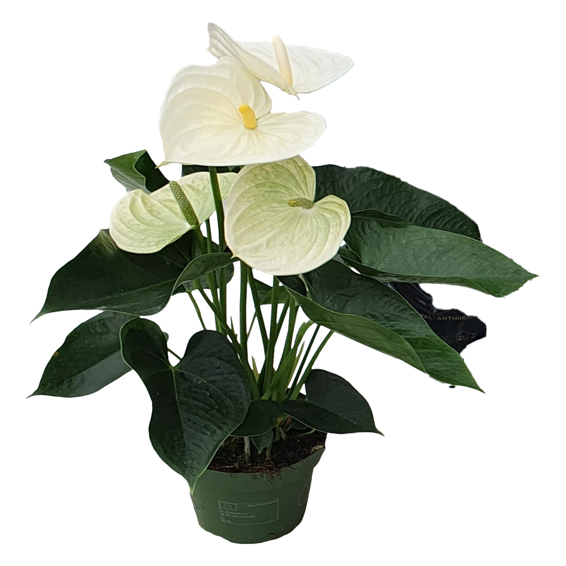 Floarea flamingo - Anthurium 'Alpine White' - Inaltime 40-55cm