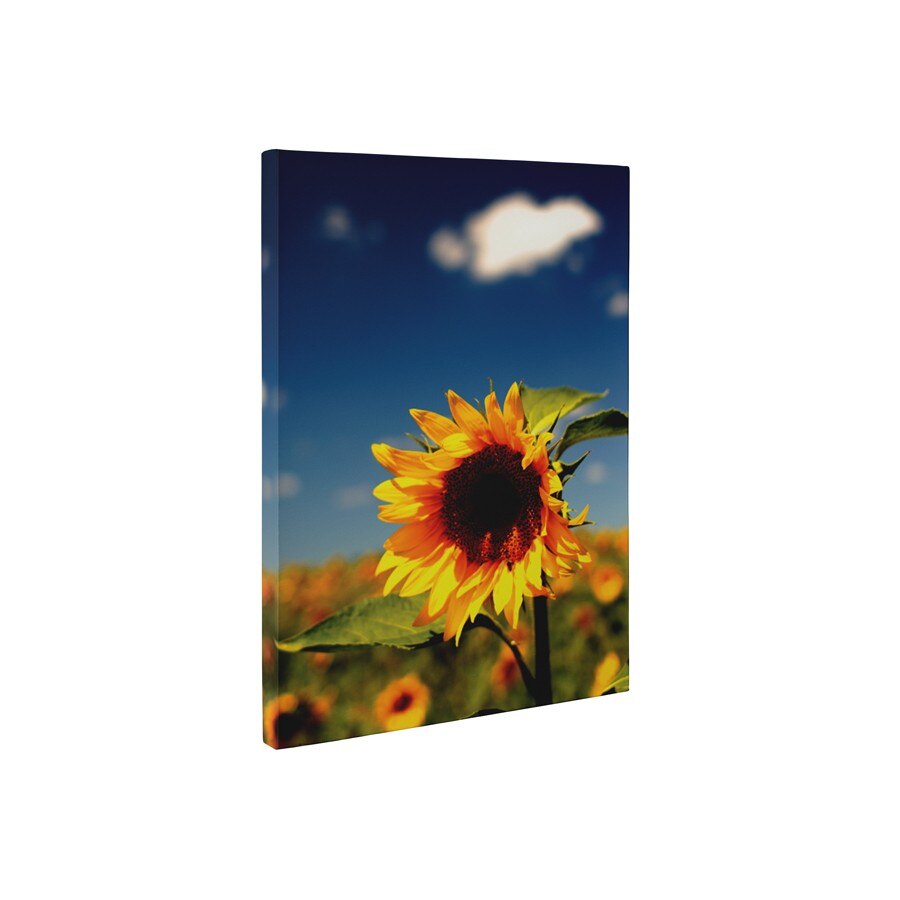 Floarea soarelui vara - Tablou Canvas - 60x80 cm