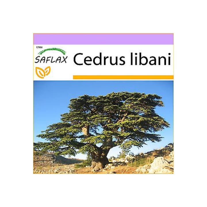 Seminte de Cedru din Liban, 20 bucati