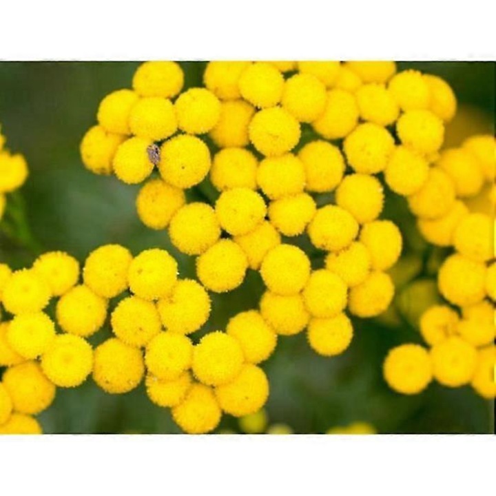 Семена от вратига 600 бр., декоративно и ароматно растение, устойчиво, лесно за отглеждане