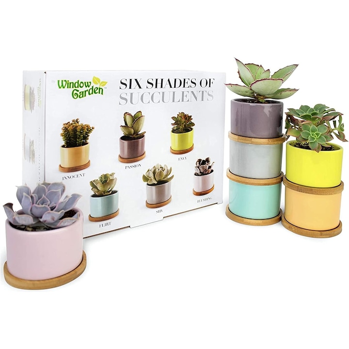 Set de 6 ghivece pentru plante suculente, Window Garden, ceramică, 5, 7x7, 6cm