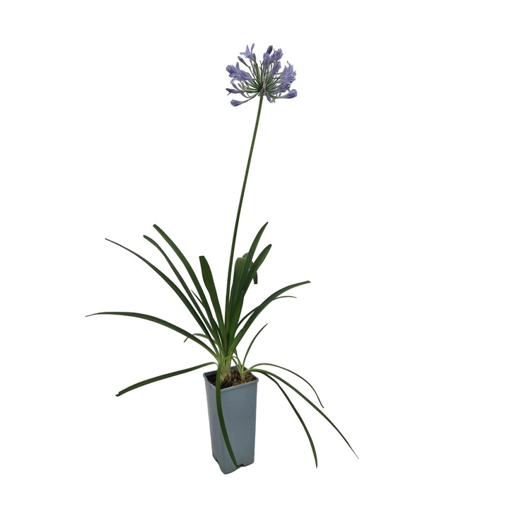 Agapanthus Africanus, M.KJ. Wedrowscy, 60-90cm, flori albastre