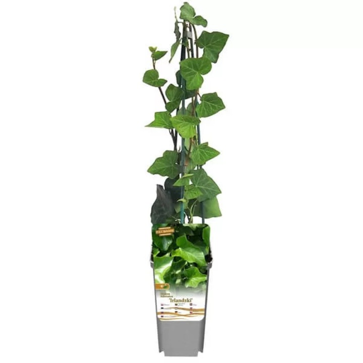 Planta in ghiveci, M.KJ. Wędrowscy, iedera irlandeza, 40-90cm
