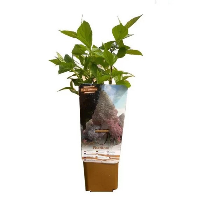 Растение в саксия, М.К.Й. Вендровски, Хортензия Фантом, 40-90см, розови цветове