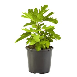 Pomi, arbusti si butasi