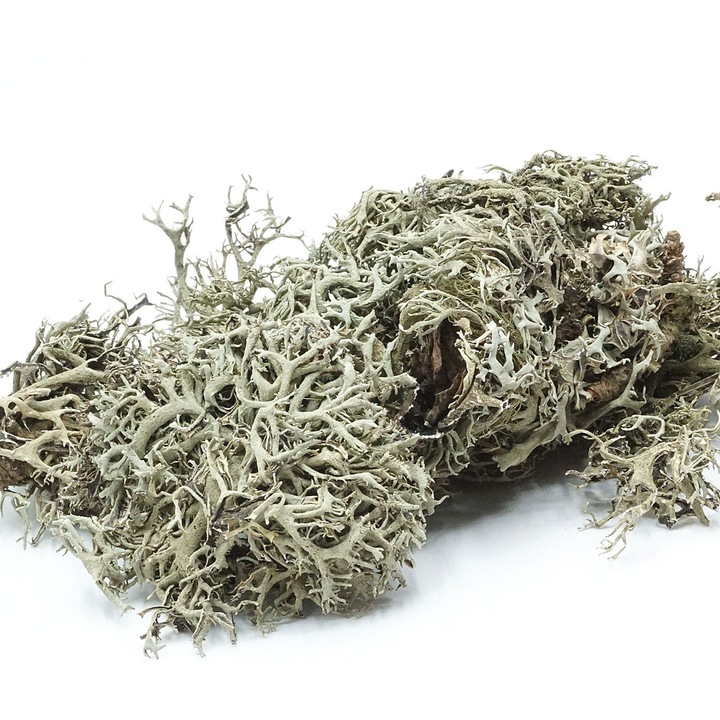 Licheni, Bioterr, sarpe 25g, decor natural pentru terrarii, rezistent la umiditate
